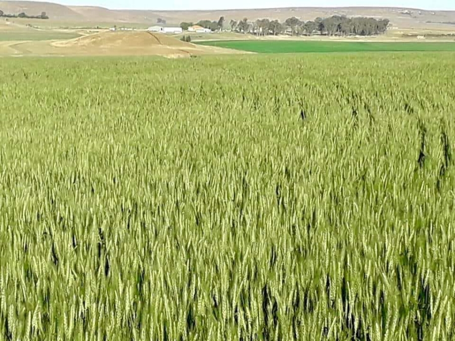 Commercial Property for Sale in Kestell Rural Free State